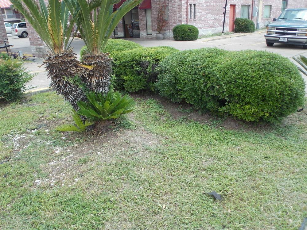 Econo Lodge Inn & Suites Downtown San Antonio Buitenkant foto